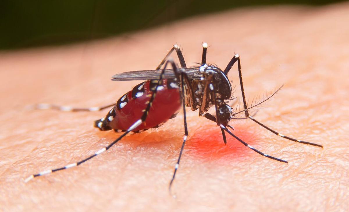Revolutionary model predicts malaria trends in Africa