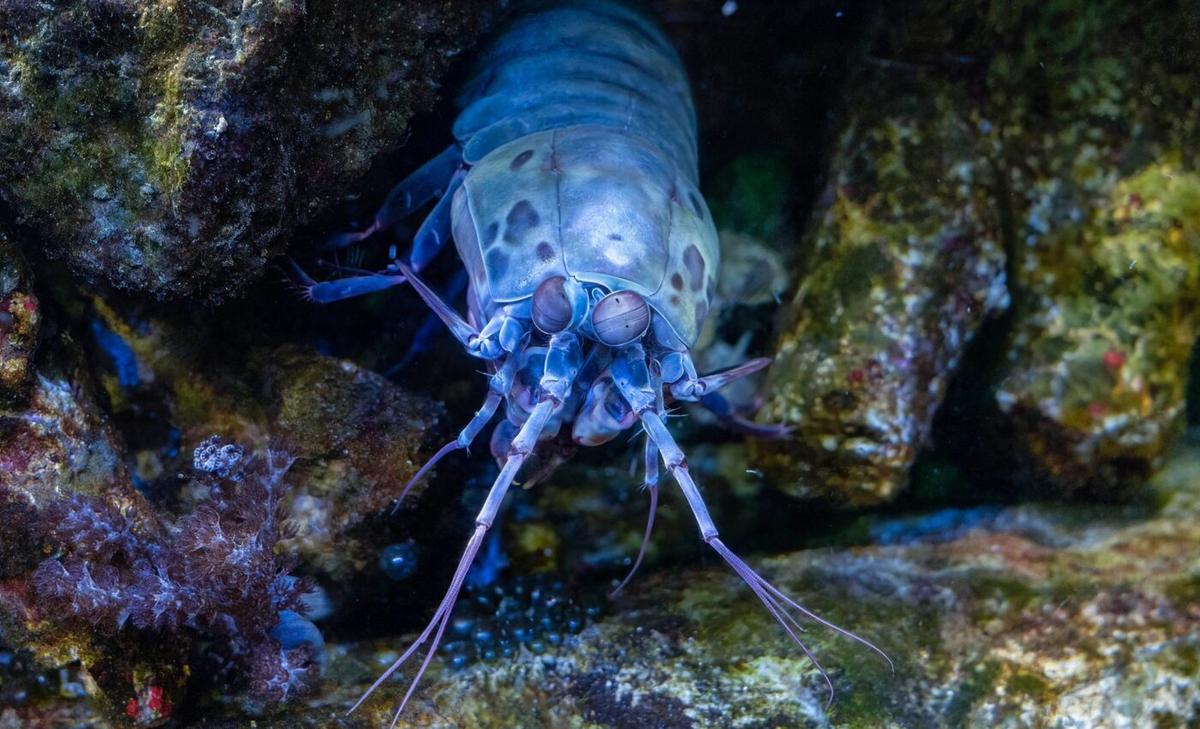 Bioluminescence is common in deep-sea shrimp