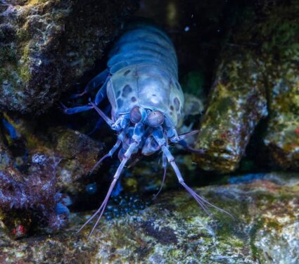 2024/05/bioluminescence-shrimp.jpg