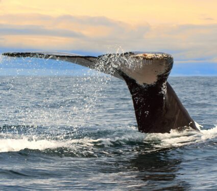 2024/05/Fin-whales.jpg