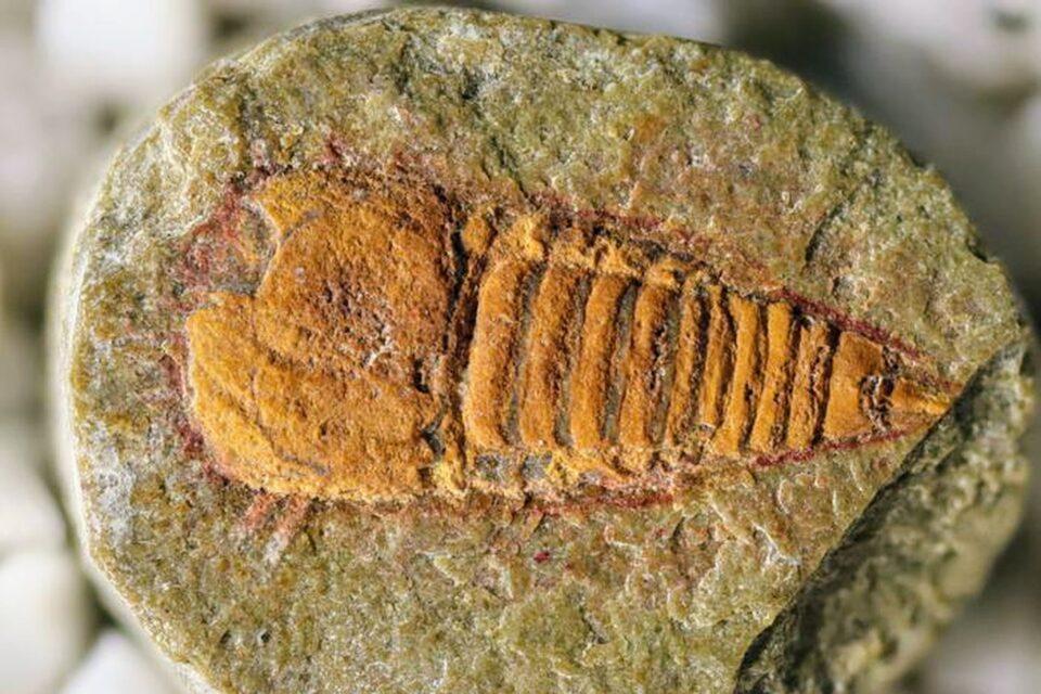 Fossil reveals the first ancestors of scorpions and spiders