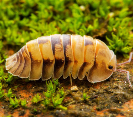 Pillbug,Sow,Bug,Isopoda,Oniscus,Wood,Louse