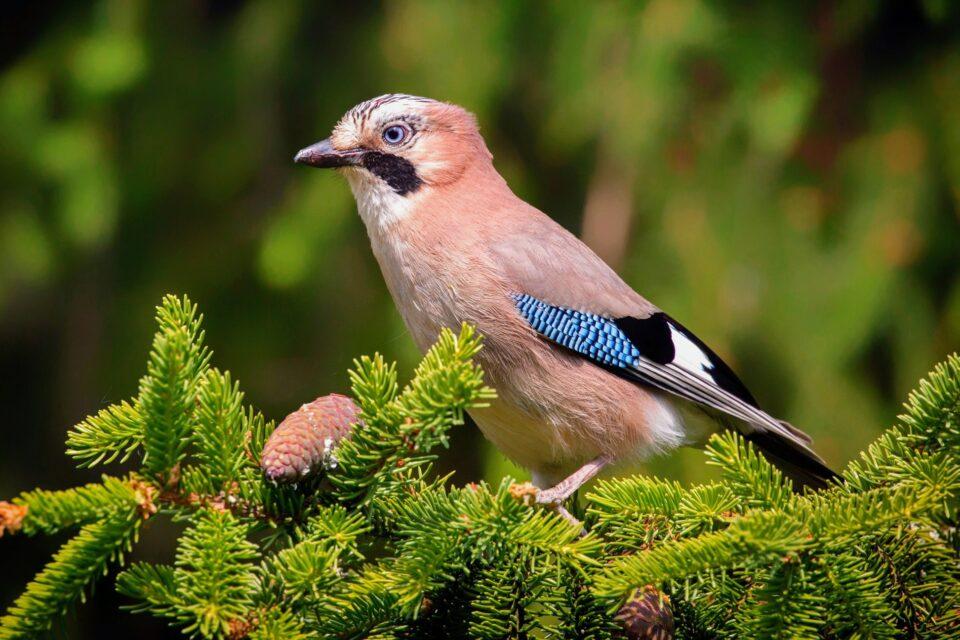 Eurasian jays possess the ability of ‘mental time travel’