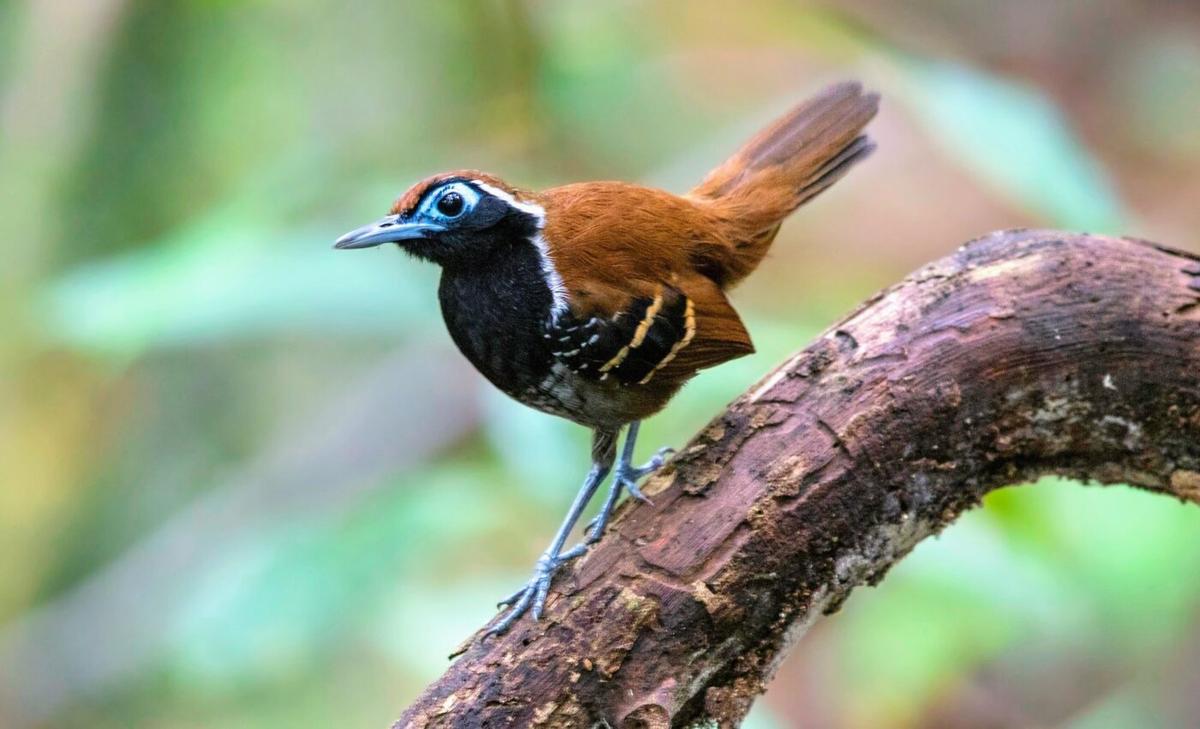 Amazon birds use sophisticated thermoregulation strategies 