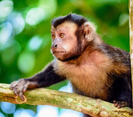 2024/05/Capuchin-monkey-tool-use.jpg