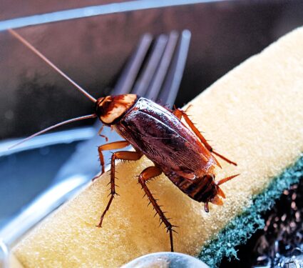 2024/05/cockroach.jpeg