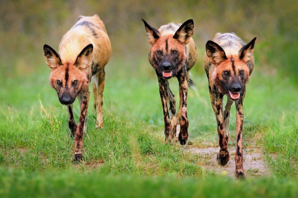 Cooperative hunting does not require complex thinking skills