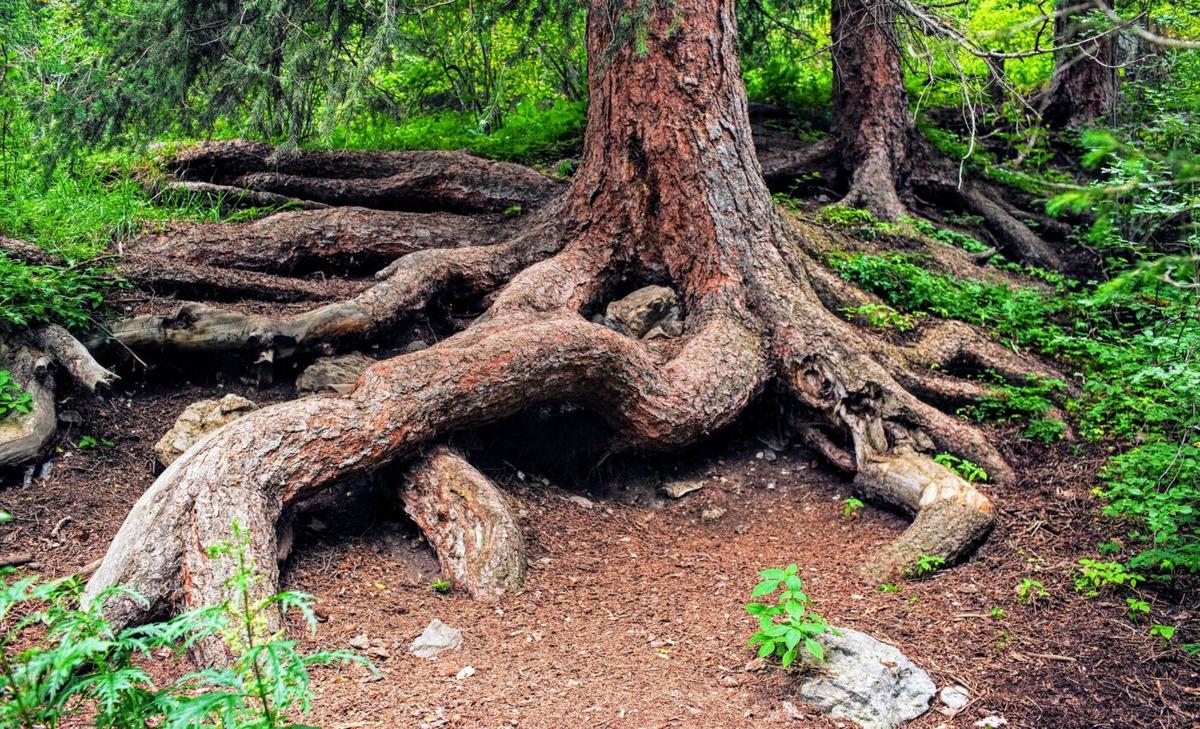 Trees are moving to soils that lack the fungi to support them