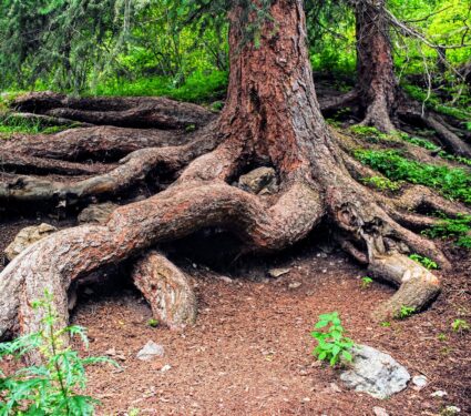 2024/05/Trees-soil-fungi.jpg