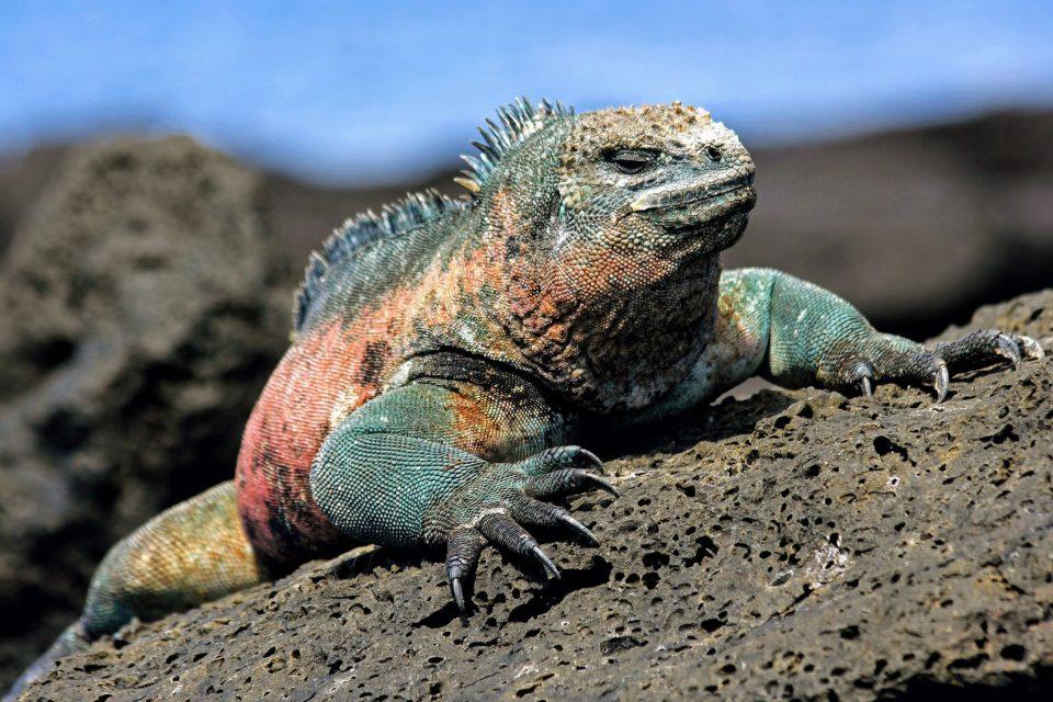 Some species are pre-adapted to tolerate climate change