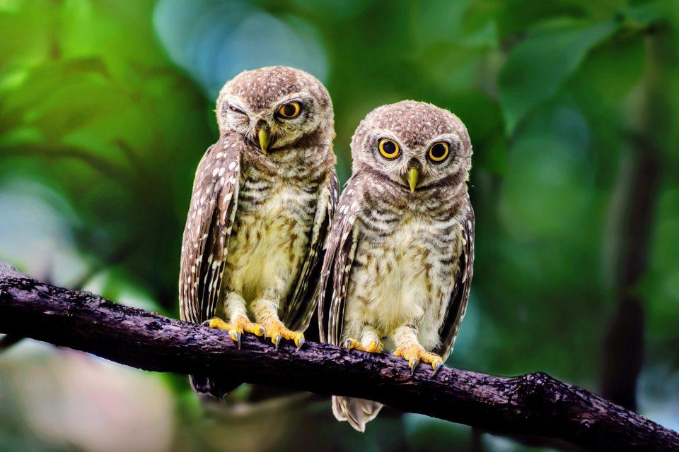 Are we failing the world's most threatened species?