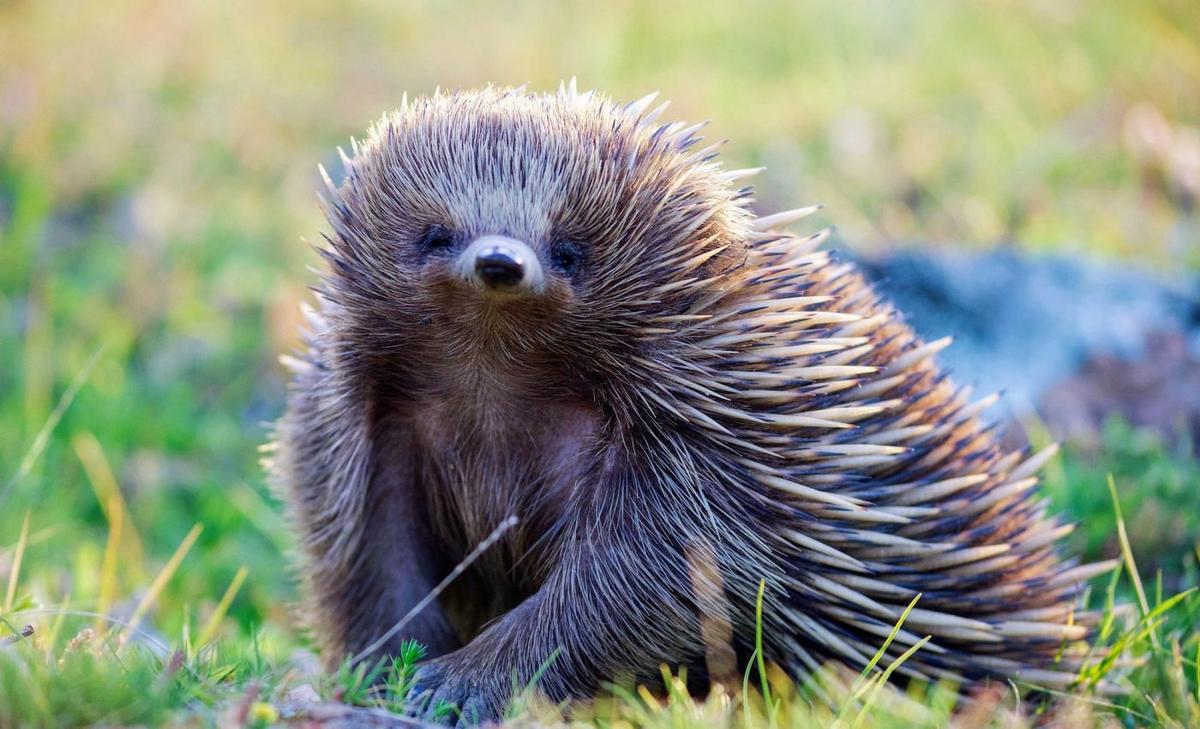 Unearthing the lost world of unique mammals in Australia