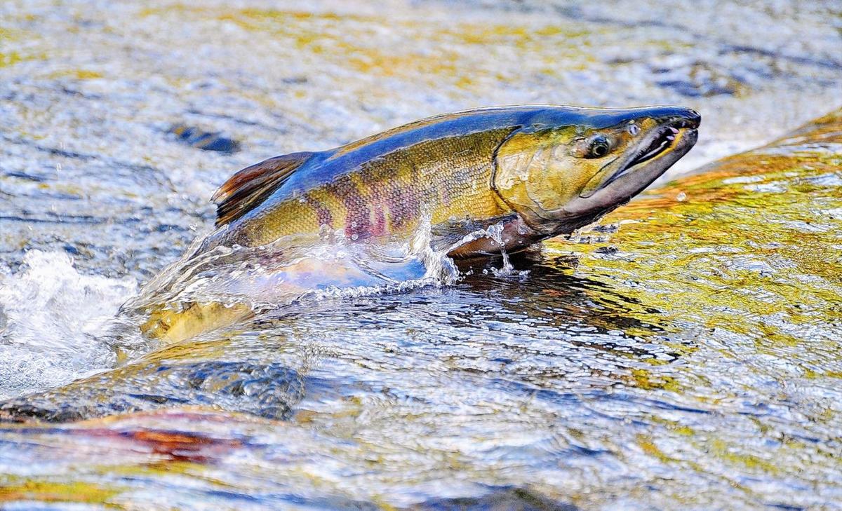 Warming oceans welcome salmon to the Arctic
