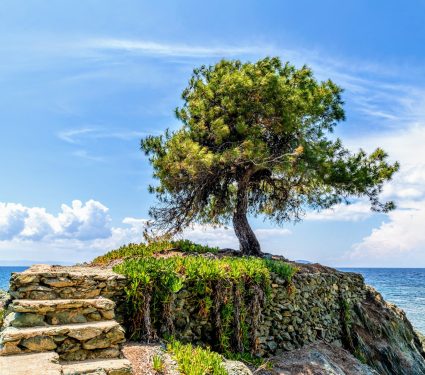 2024/06/Bacterial-disease-olive-trees.jpg