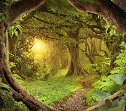 2024/06/Tropical-forest-nutrient-strategies.jpg