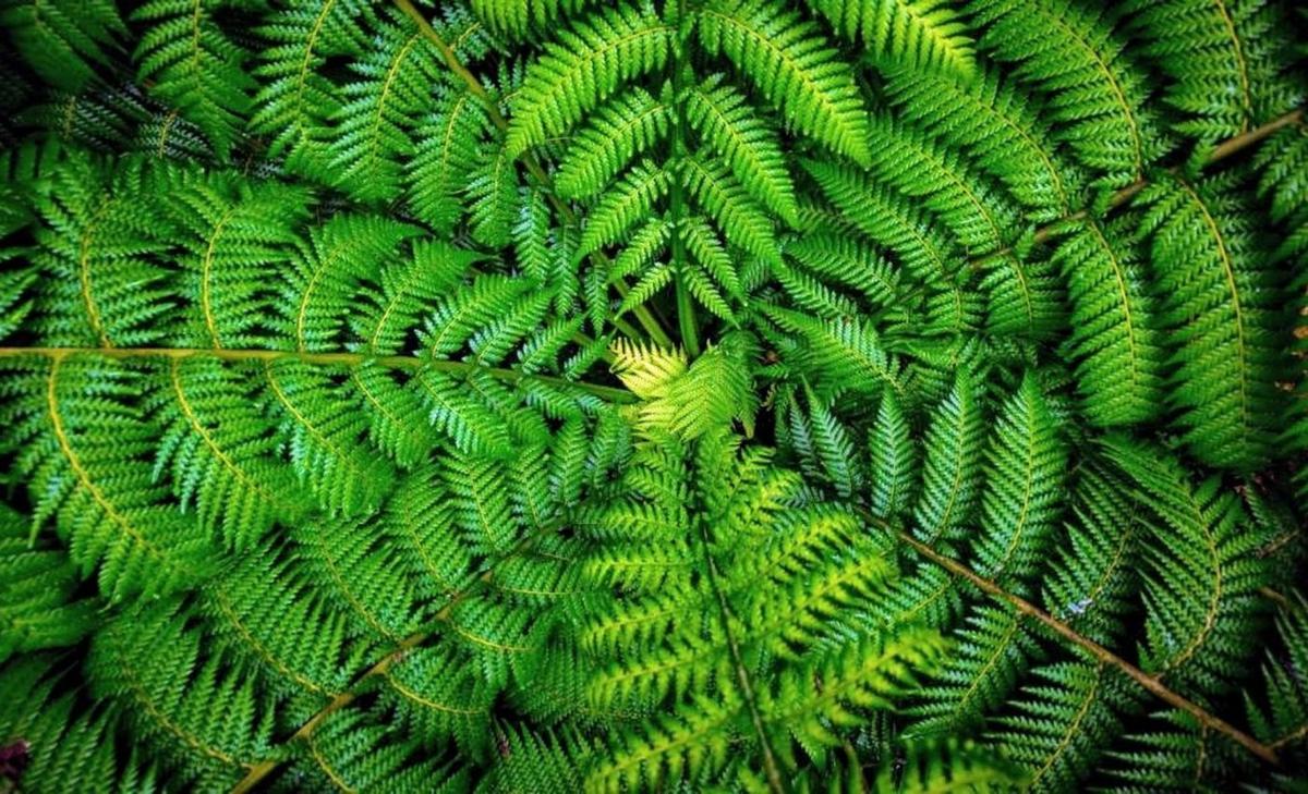 Tiny fern contains 50 times more DNA than humans