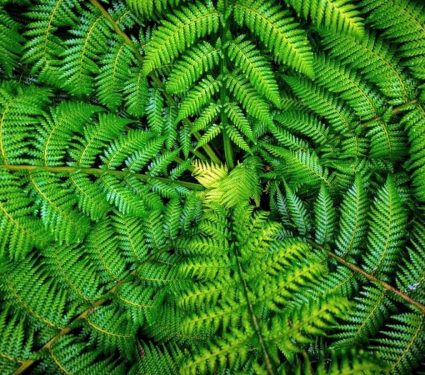 2024/06/Fern-DNA.jpg