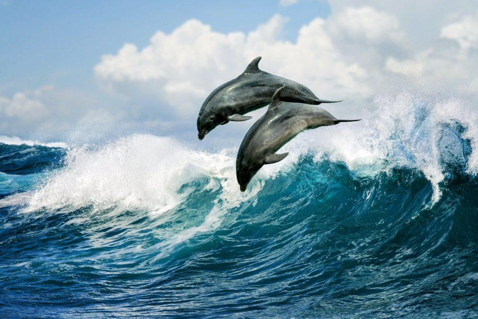 Young dolphins who play with others become successful adults