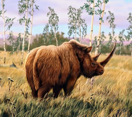 2024/06/Woolly-rhinoceros.jpg
