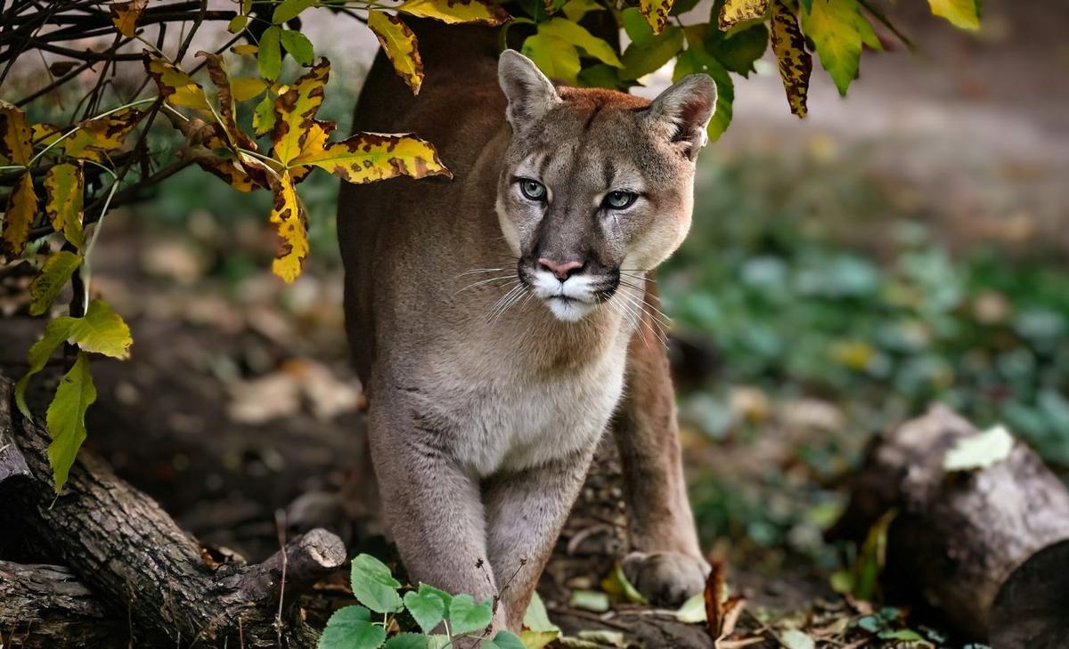 National Cougar Day: The crucial ecological role of cougars