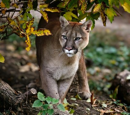 2024/06/National-Cougar-Day.jpg