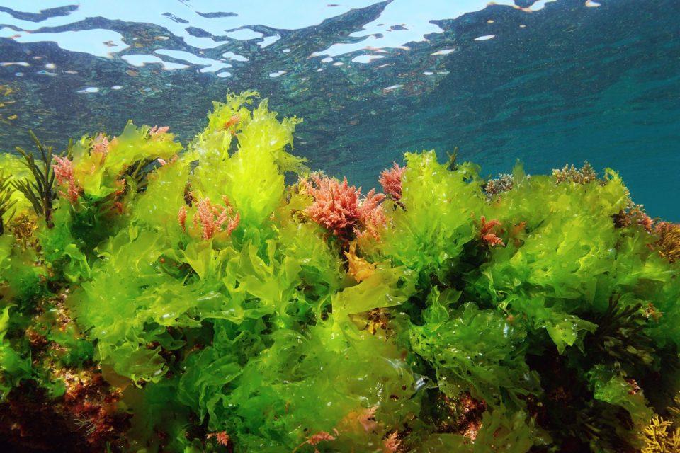 Ocean algae play an unexpected role in cooling the Earth