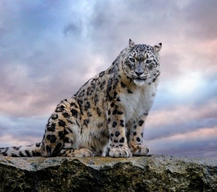 2024/06/Snow-leopard-plants.jpg