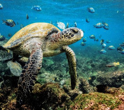 2024/06/World-Sea-Turtle-Day.jpg