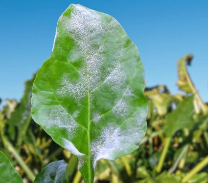 2024/06/Plant-diseases.jpg
