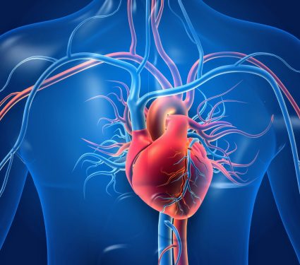 2024/06/Heart-evolution.jpg