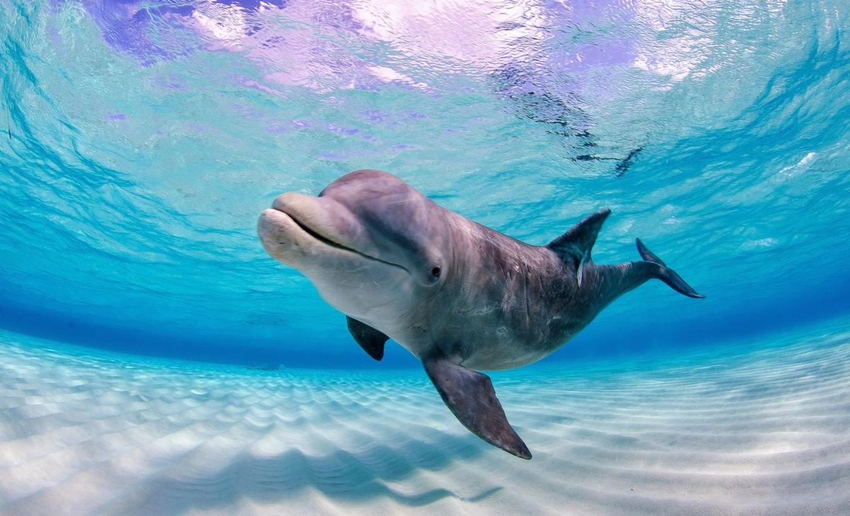 Ocean conservation: Credit system could reduce costs