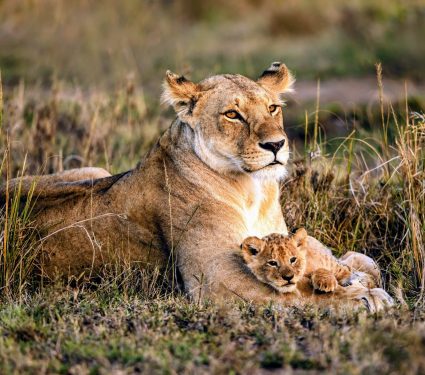2024/06/Mother-care.jpg