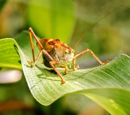 2024/06/Locusts-odors.jpg
