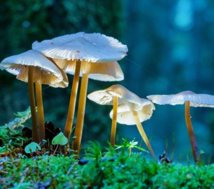 2024/06/Psychedelic-oceanic-boundlessness.jpg
