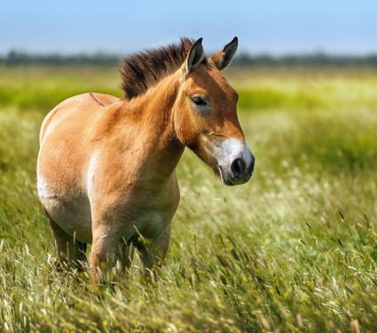 2024/06/Przewalskis-horse.jpg