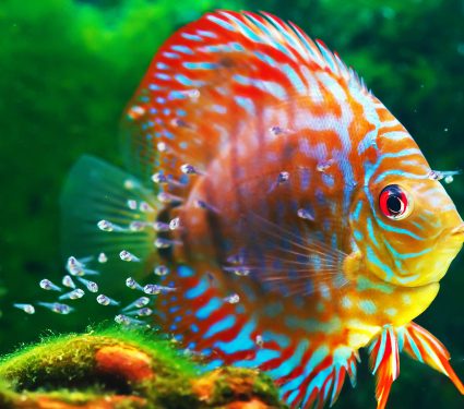 Baby,Discus,Fish,Swimming,In,Freshwater.,Discus,Fishes,Are,Native