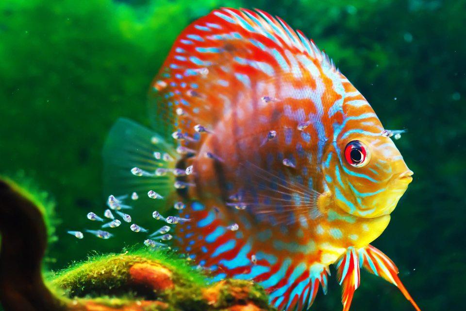 Fish engage in physical punishment of their offspring for discipline