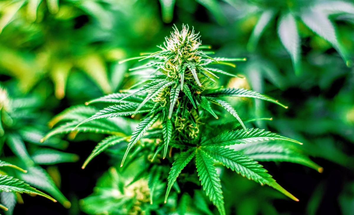 Cannabis use linked to elevated risk of severe COVID-19