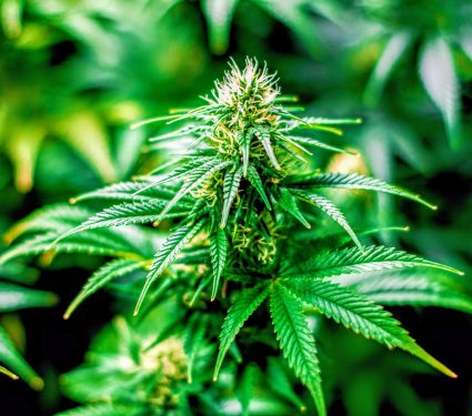 2024/06/Cannabis-covid-19-.jpg