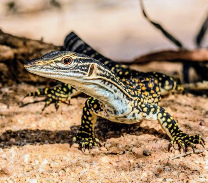 2024/06/Heath-goannas.jpg