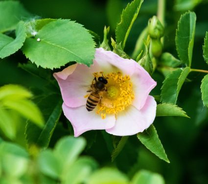 2024/06/Bees-plant-diet.jpg