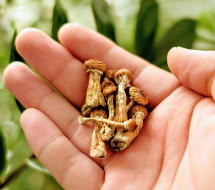 2024/06/Magic-mushrooms2.jpg