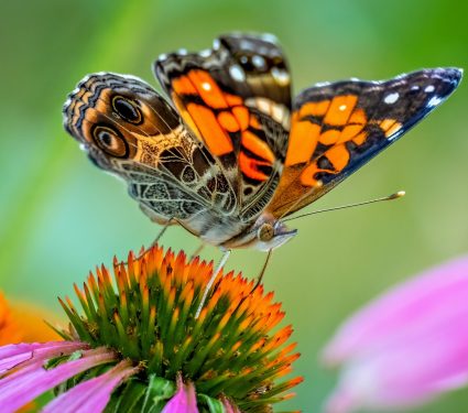 2024/06/Painted-Lady.jpg