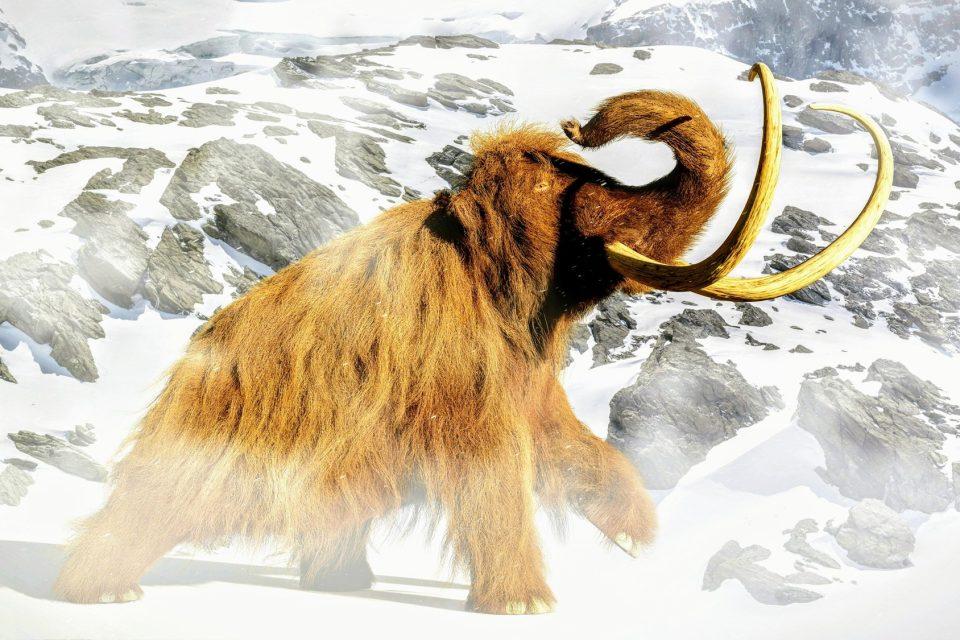 Genetic twist in the tale of the last woolly mammoths