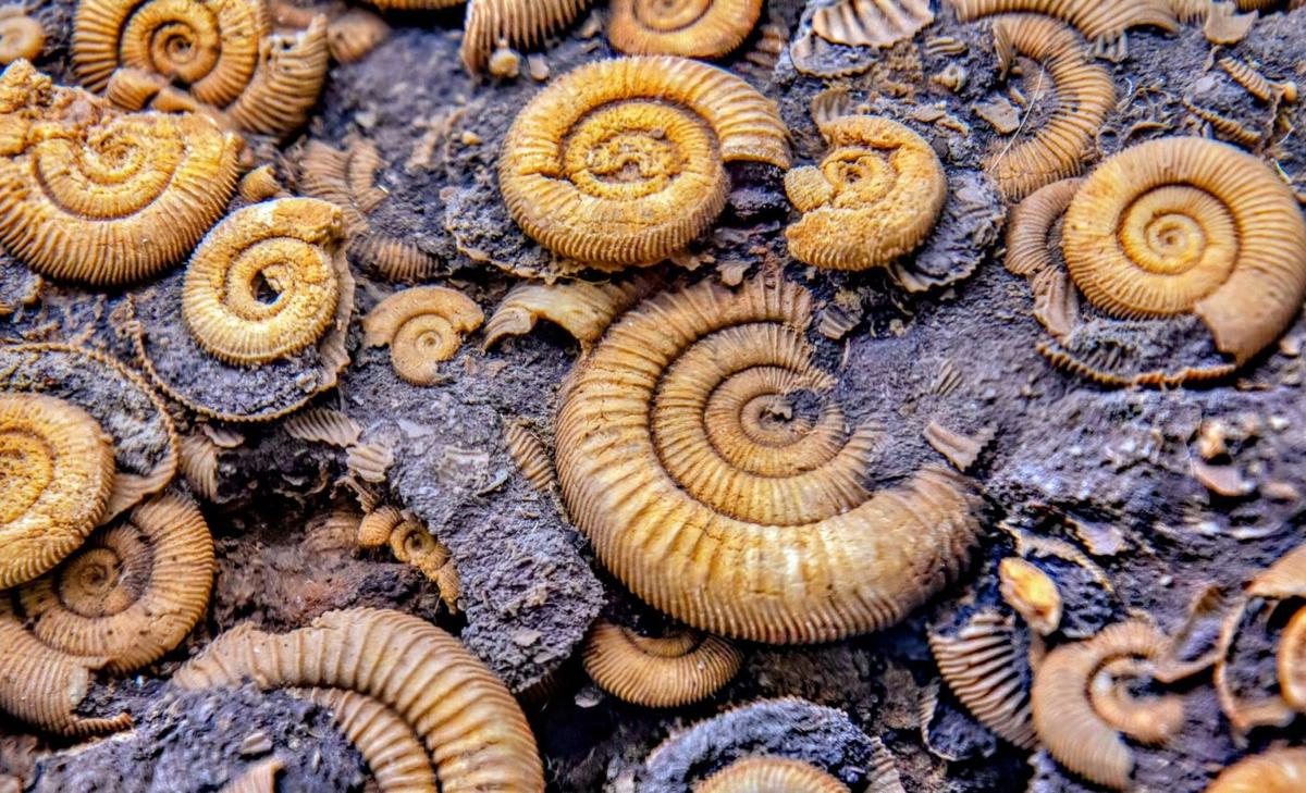 Ammonites' extinction was complex, not inevitable