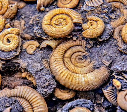 2024/07/Ammonites.jpg