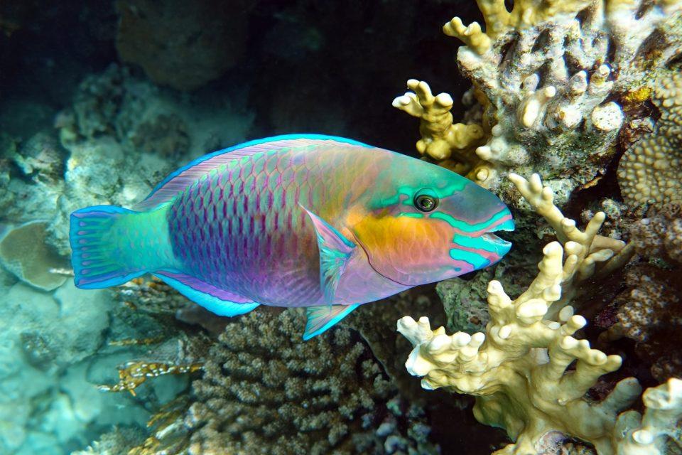 How coral reef fish survive in the world’s warmest waters