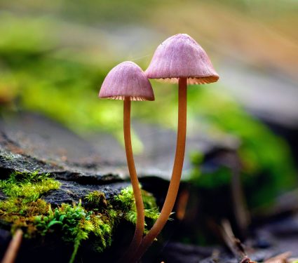 2024/07/Mushrooms-species.jpg