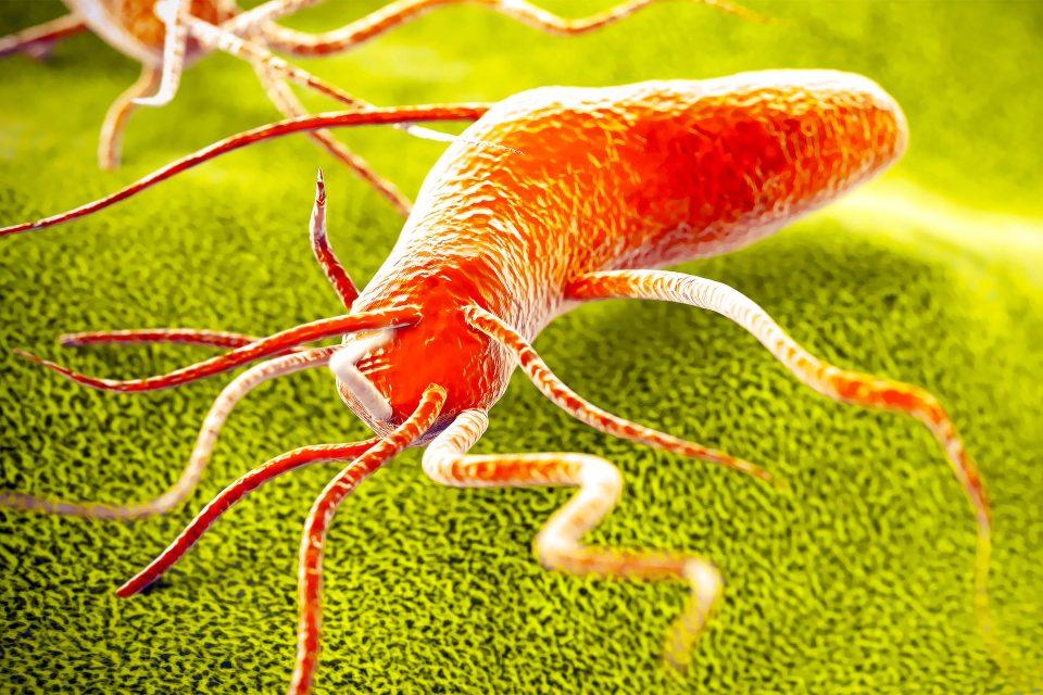 Bacteria and IMPRINT: A new era in DNA transformation