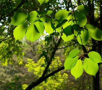 2024/07/Tree-species.jpg